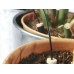 2 x Waterdruppelaarset (10 delig) - automatisch water aan planten geven